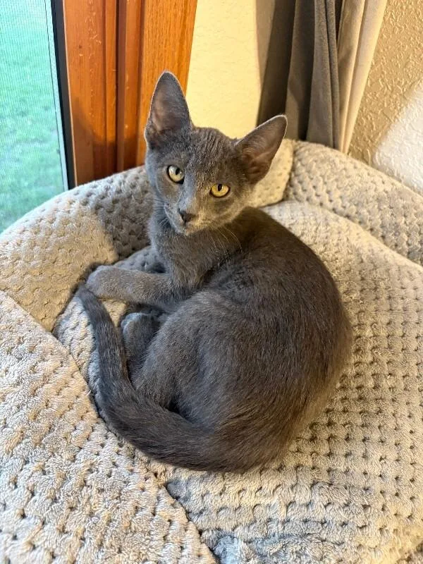 A young medium-sized male Gray / Blue / Silver Domestic Short Hair cat named Rowan for adoption in Fort Collins, CO