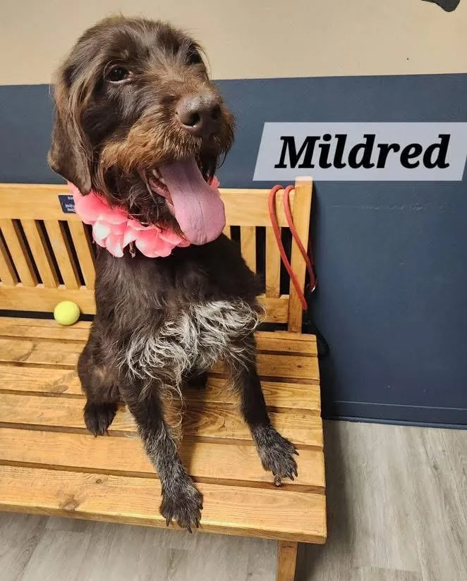 An adult medium-sized female German Wirehaired Pointer dog named Mildred for adoption in Cleveland, OH