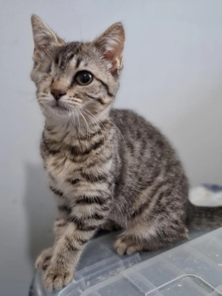 A baby small-sized female Gray / Blue / Silver Domestic Short Hair cat named Freya for adoption in Lewisburg, TN