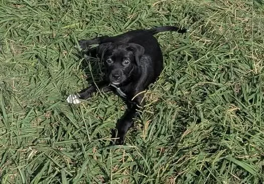 A baby medium-sized female Black Pit Bull Terrier dog named Wednesday for adoption in Wichita Falls, TX