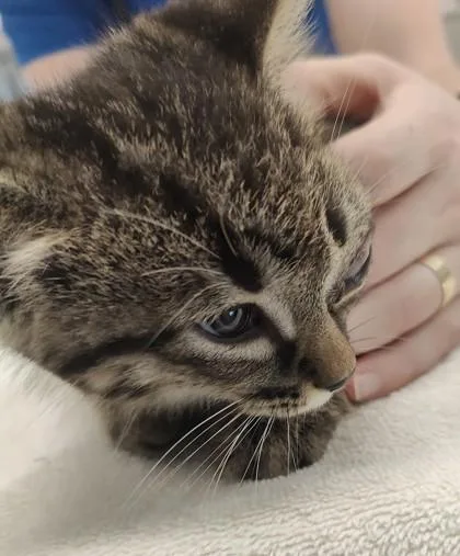 A young small-sized male Domestic Short Hair cat named Kindling for adoption in Lafayette, IN