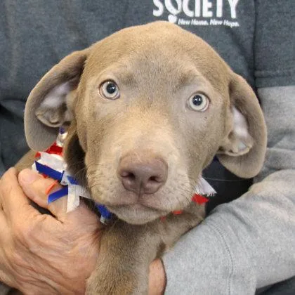 A young medium-sized male Gray / Blue / Silver Mixed Breed dog named Musketeers for adoption in Lansing, MI