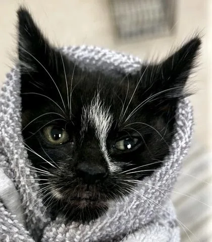 Chili