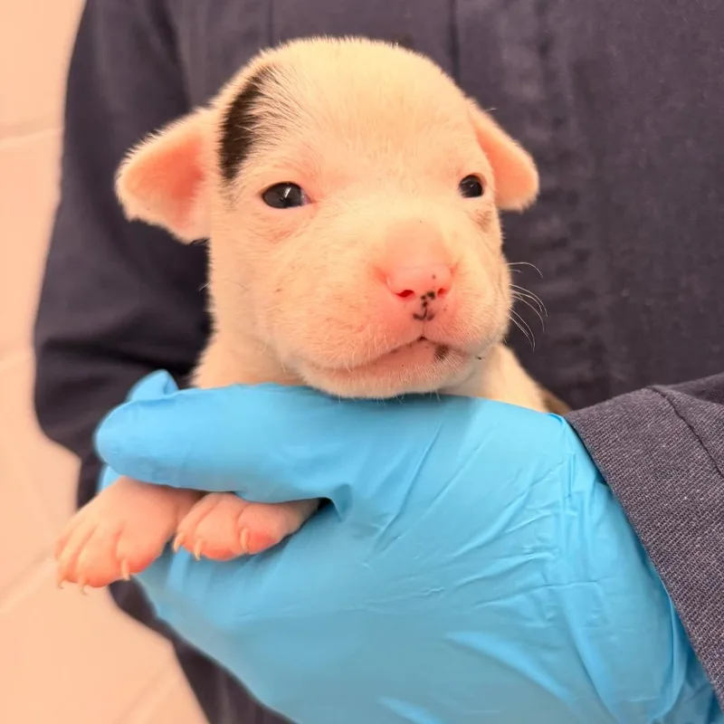 A baby medium-sized female White / Cream Cattle Dog dog named Frosted Flakes for adoption in West Palm Beach, FL