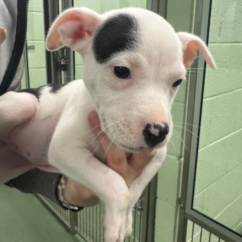 Frosted Flakes thumbnail 2