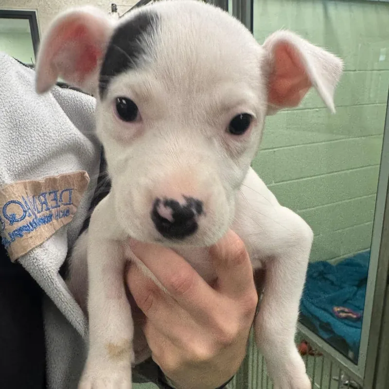 Frosted Flakes thumbnail 3