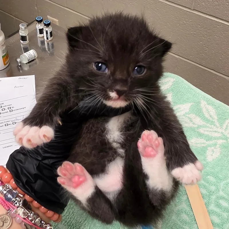 A baby small-sized male Black Domestic Short Hair cat named Davis for adoption in Bristol, IN
