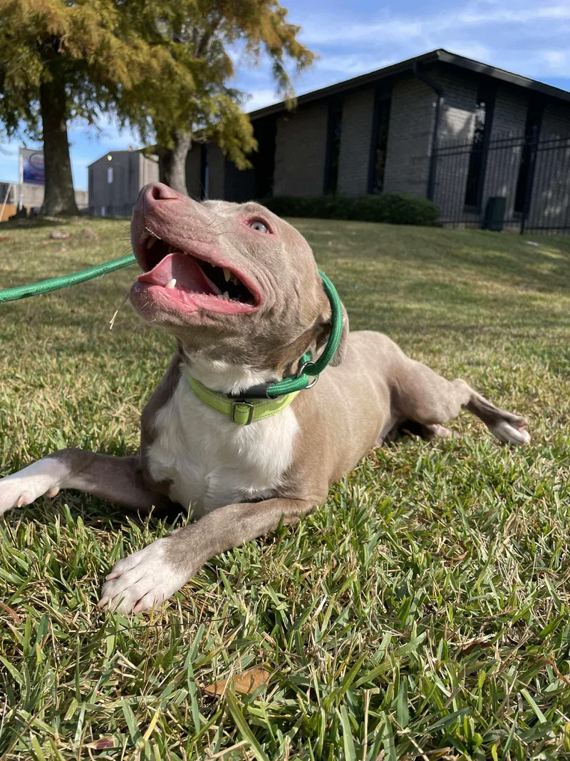 Aurora And Adonis thumbnail 2