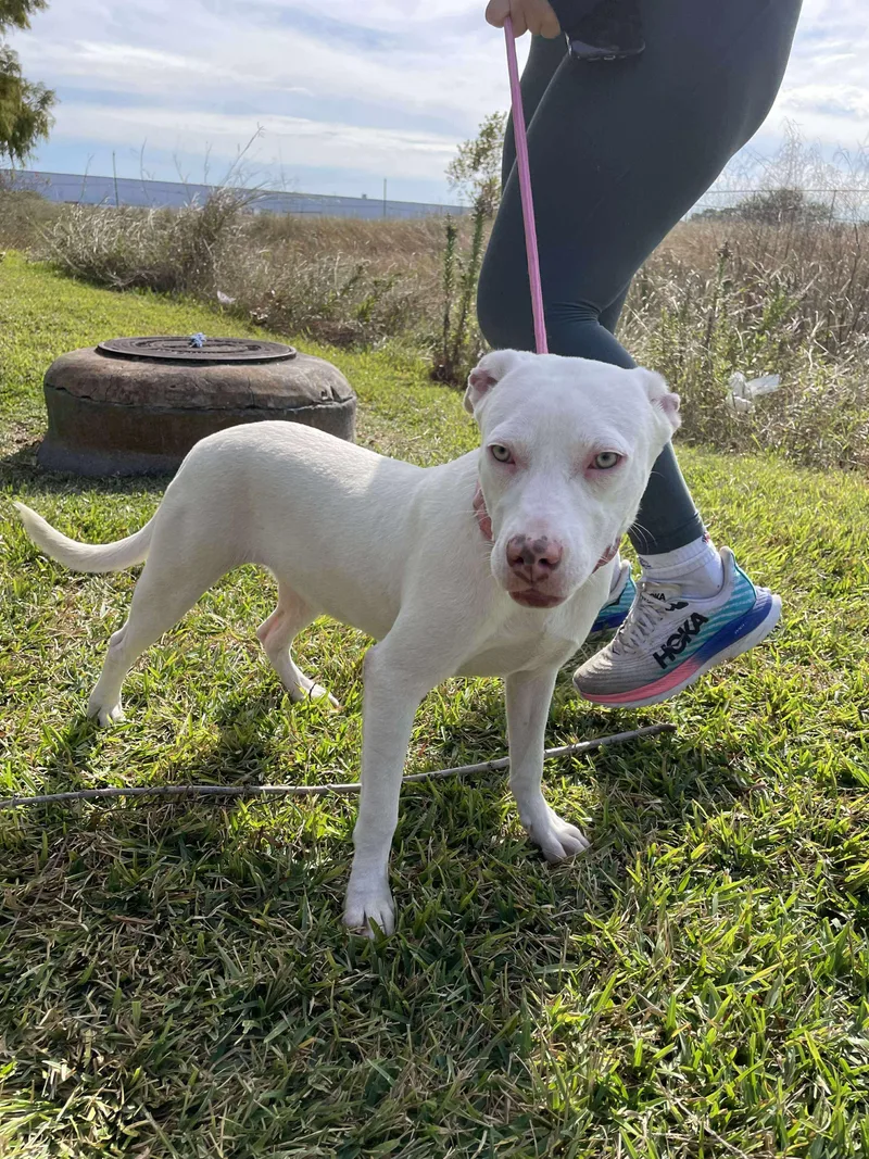 Aurora And Adonis thumbnail 3