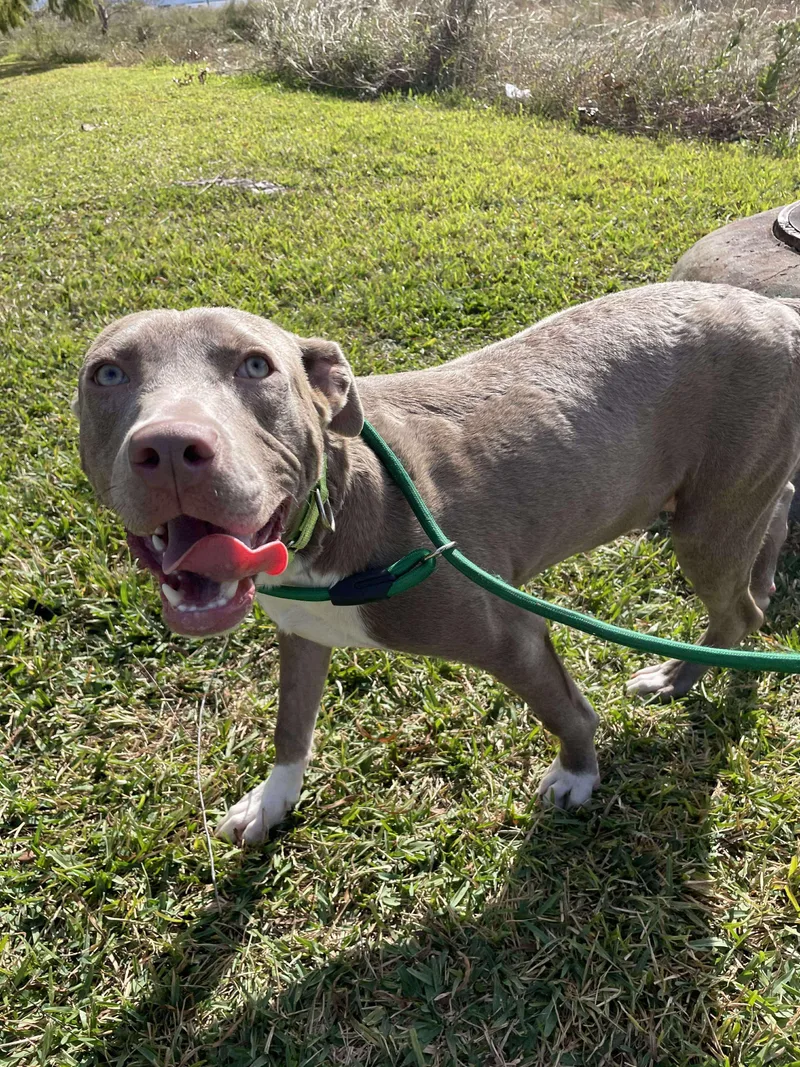 Aurora And Adonis thumbnail 4