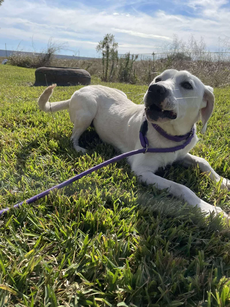 Aurora And Adonis thumbnail 5