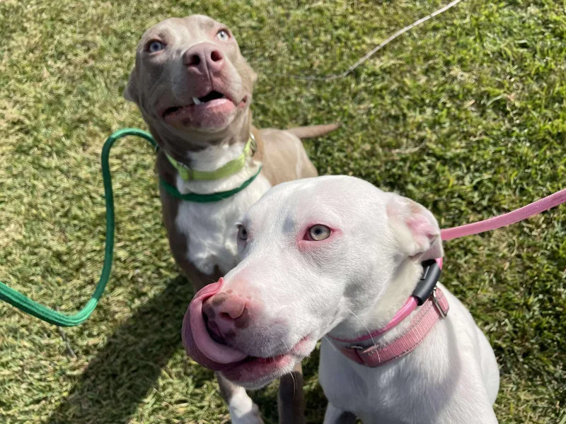 Aurora And Adonis thumbnail 6