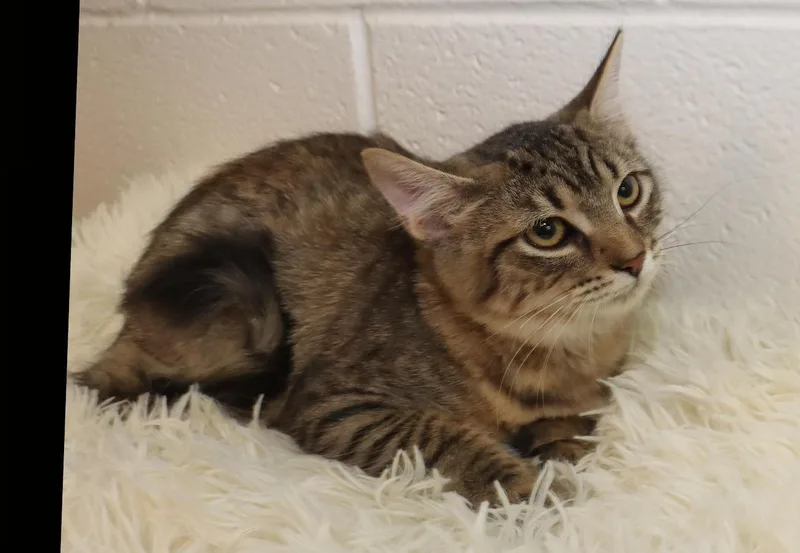 A baby medium-sized female Tabby (Brown / Chocolate) Tabby cat named Autumn for adoption in Euclid, OH