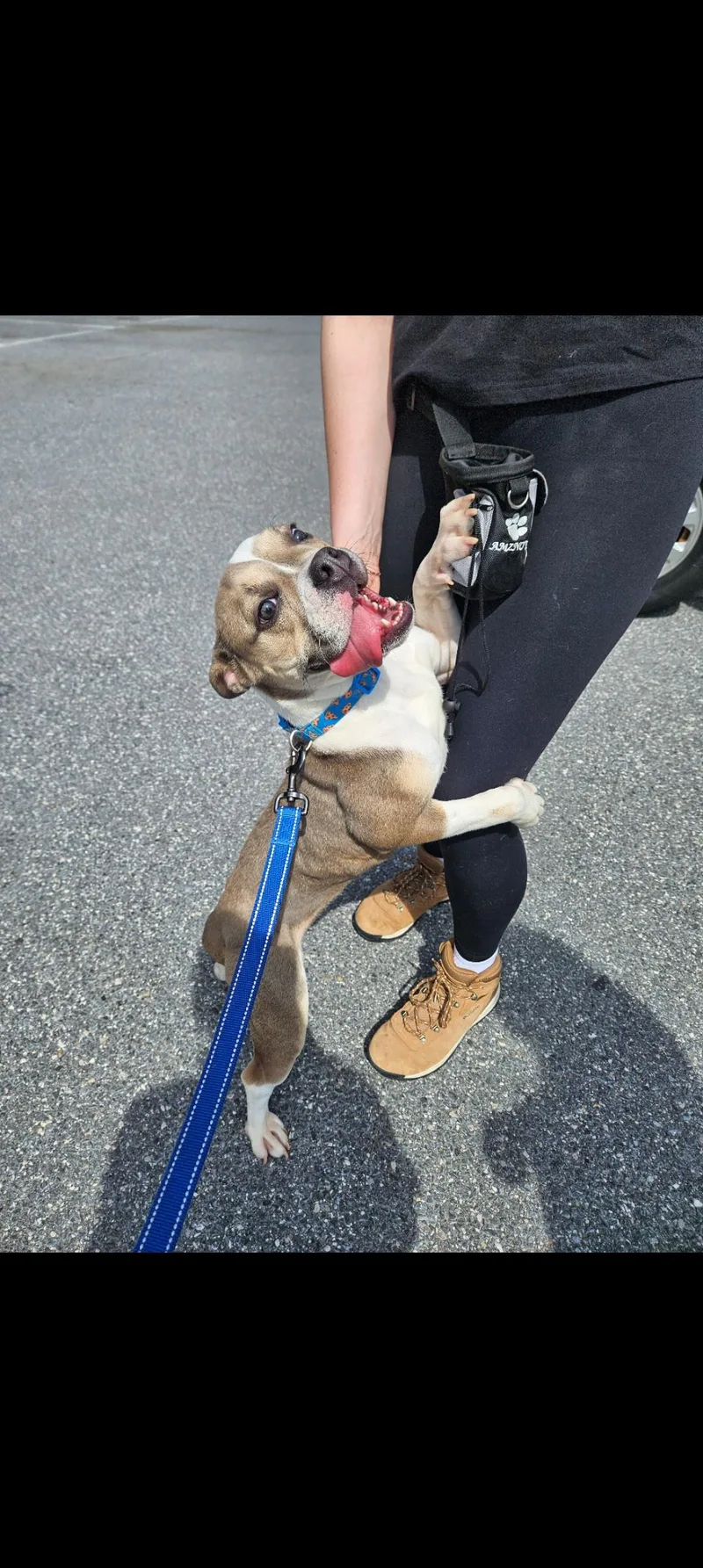 An adult medium-sized female Bulldog dog named Tori for adoption in Reisterstown, MD
