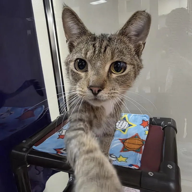 An adult medium-sized male Brown / Chocolate Domestic Short Hair cat named Howie for adoption in Oshkosh, WI