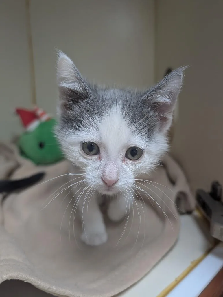 A baby small-sized male Domestic Short Hair cat named Logan for adoption in Little Rock, AR