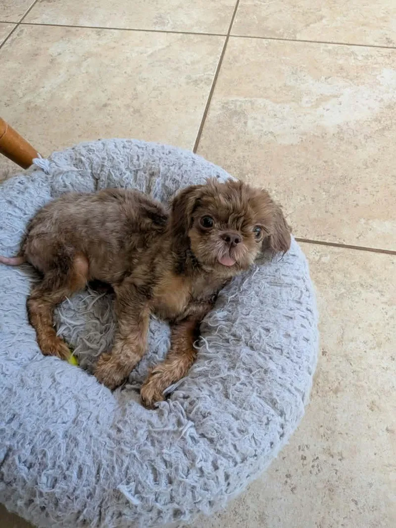 A young small-sized male Brown / Chocolate Shih Tzu dog named Bear for adoption in Round Rock, TX