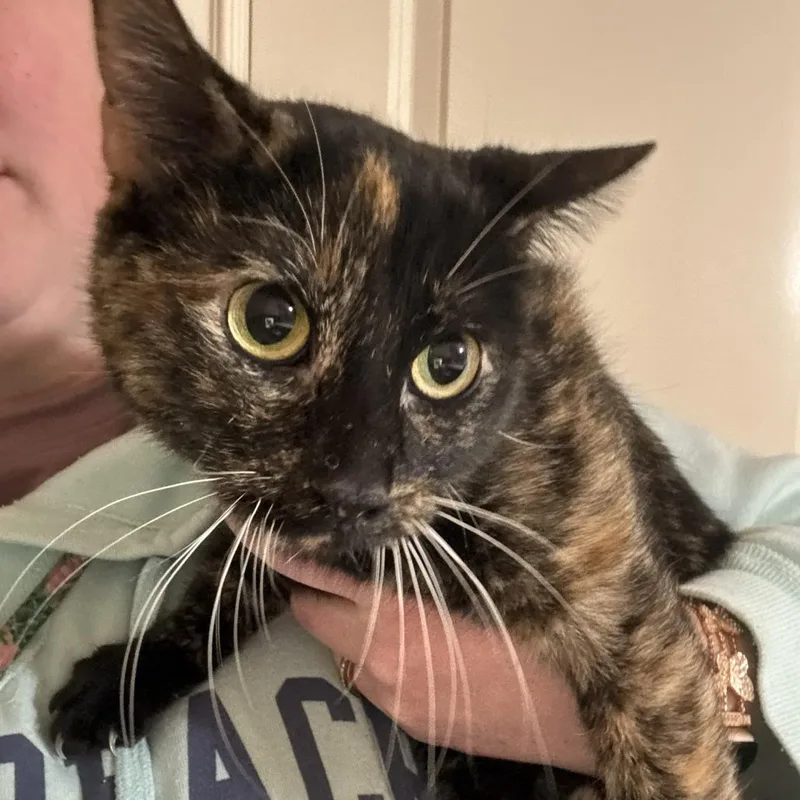 An adult small-sized female Tortoiseshell Domestic Short Hair cat named Stella for adoption in Layton, UT