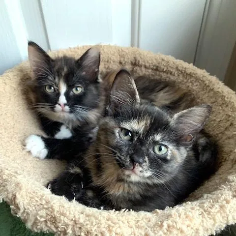 A baby medium-sized female Calico Domestic Short Hair cat named Lucina for adoption in Apex, NC