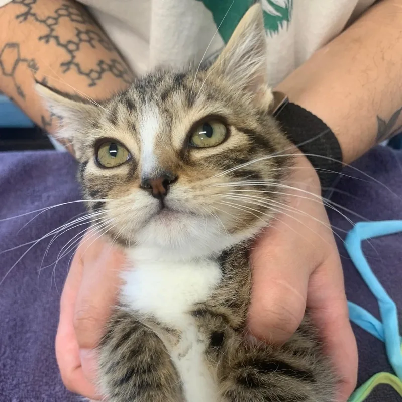 A baby medium-sized male Tabby (Brown / Chocolate) Domestic Short Hair cat named The Nike Litter  for adoption in Portland, OR