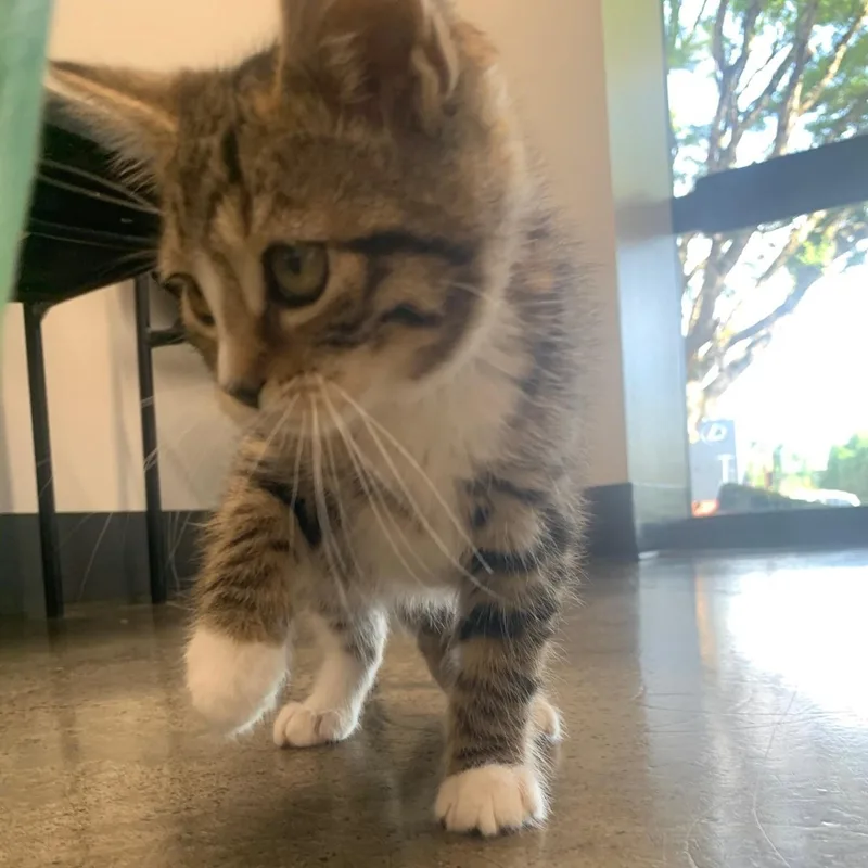 The Nike Litter  thumbnail 2