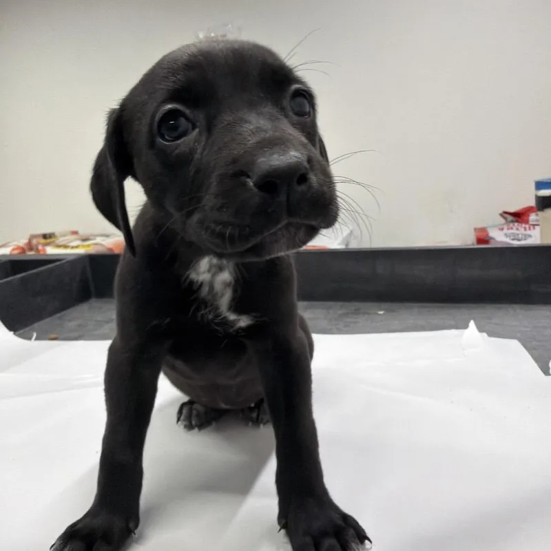 A baby medium-sized female Brown / Chocolate Black Mouth Cur dog named Cordoba for adoption in Tampa, FL
