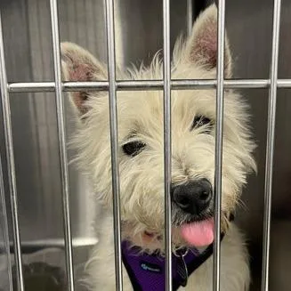 An adult small-sized female White / Cream West Highland White Terrier / Westie dog named Camilla D for adoption in Princeton, MN