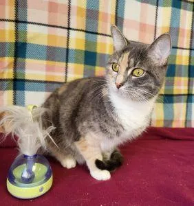 An adult medium-sized female Dilute Calico cat named Johnny for adoption in Bucyrus, OH