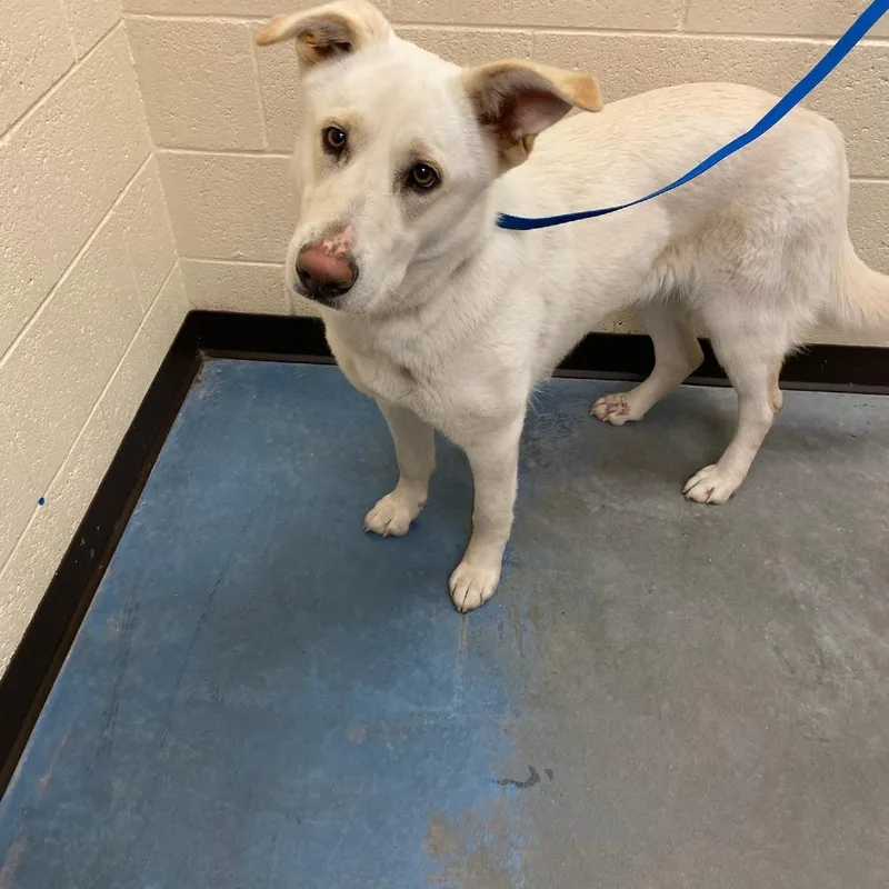 An adult large-sized female White / Cream Mixed Breed dog named Summer for adoption in Memphis, TN