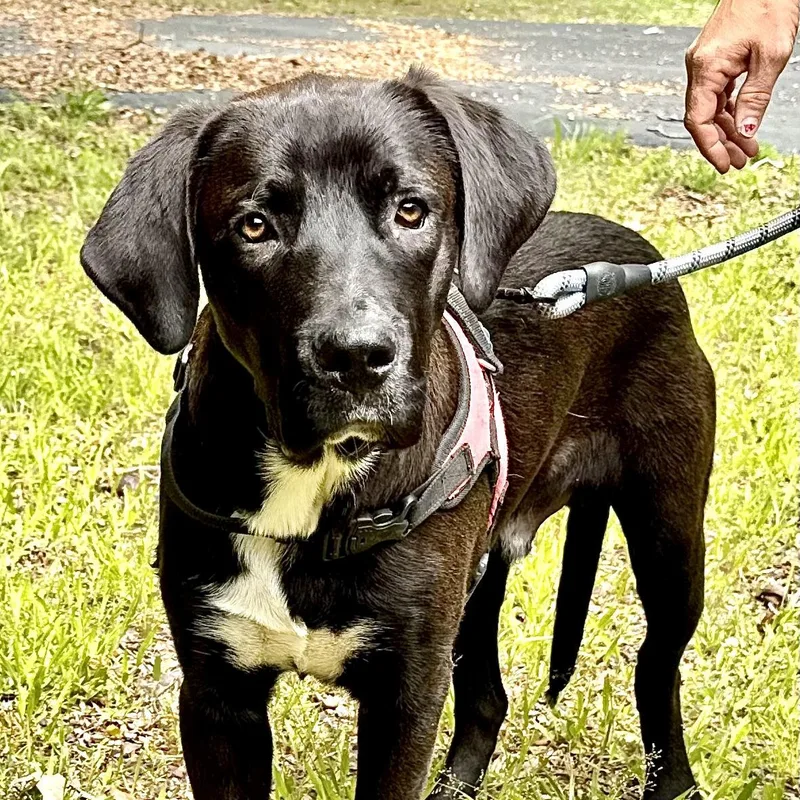 A baby large-sized male Black Labrador Retriever dog named Rocky S for adoption in Sequatchie, TN