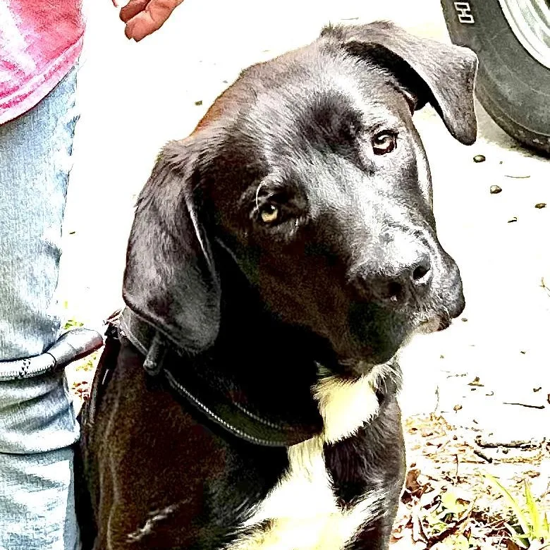 Rocky S thumbnail 2