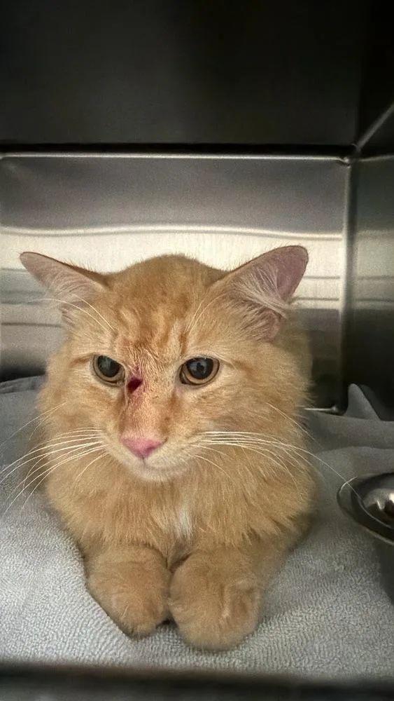 Cheddar