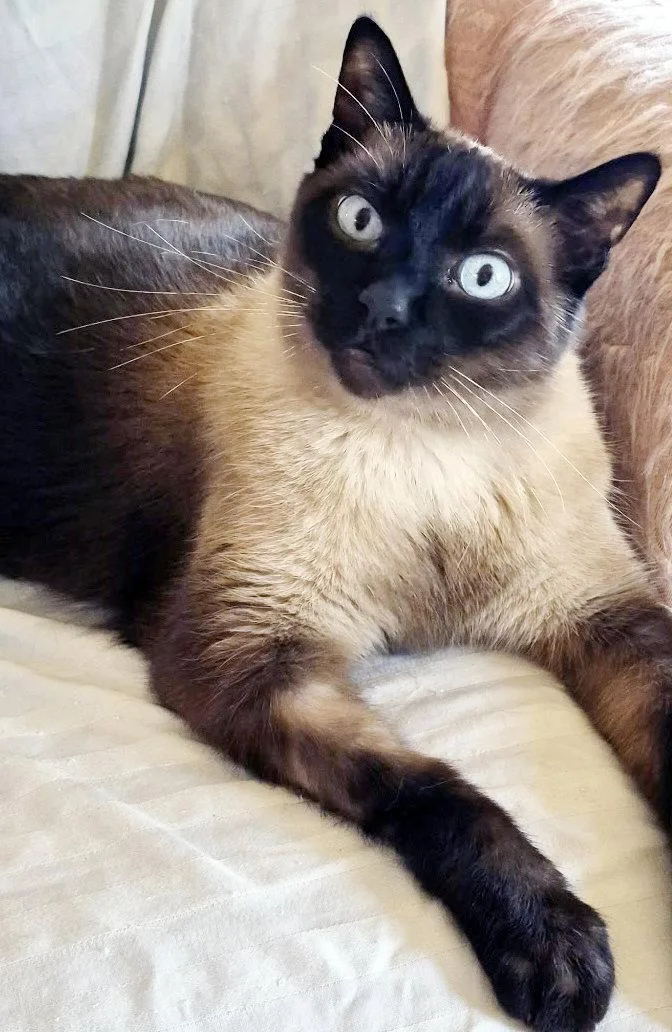 An adult medium-sized male Siamese cat named Petie for adoption in Alameda, CA