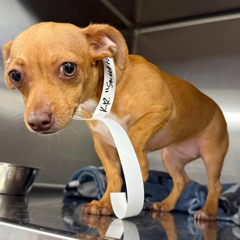 A young small-sized female Yellow / Tan / Blond / Fawn Chihuahua dog named Sweet Pea for adoption in Floresville, TX