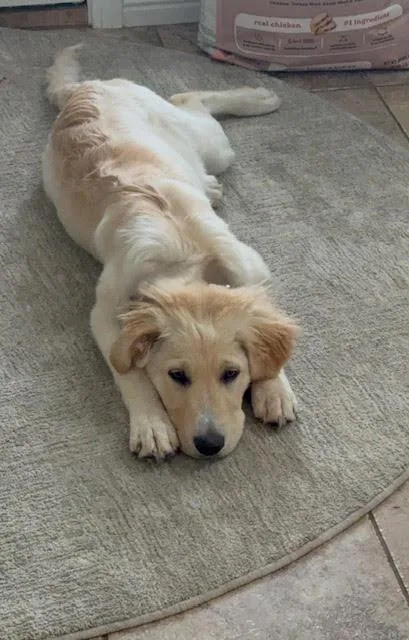 Lola