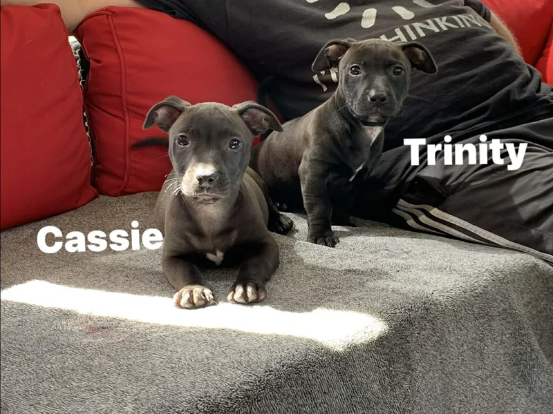 Cassie thumbnail 4