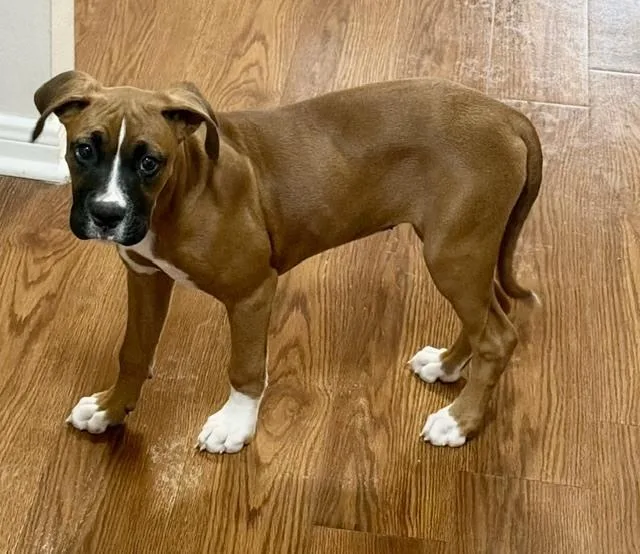 An adult medium-sized female Boxer dog named Luna Xi for adoption in Hewitt, TX