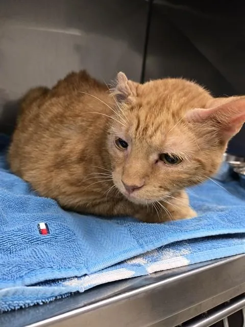 An adult small-sized male Domestic Short Hair cat named Felix for adoption in Killeen, TX