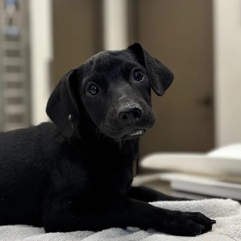 A baby small-sized female Mixed Breed dog named Flip Flop for adoption in Nashville, IN