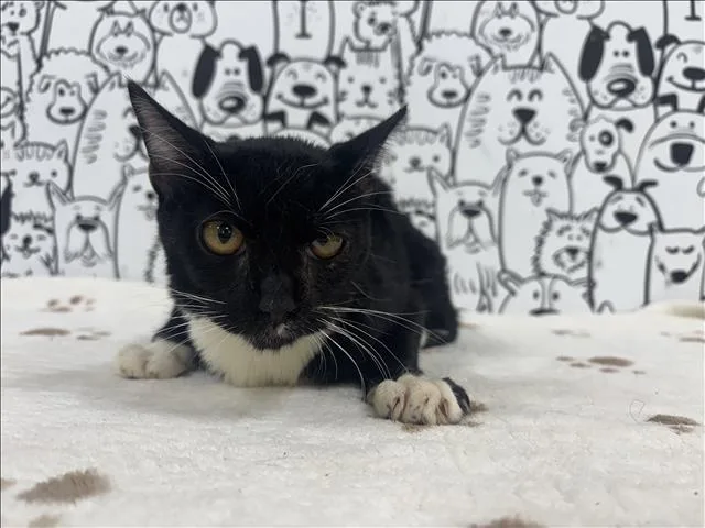 A young medium-sized male Domestic Short Hair cat named Gentleman for adoption in San Pedro, CA
