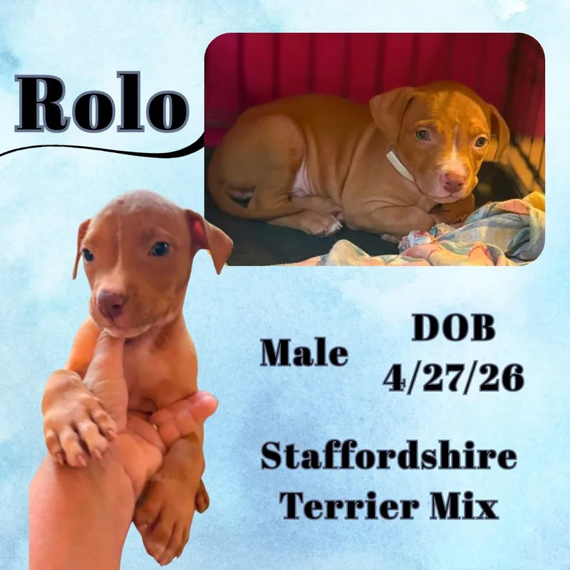 Rolo