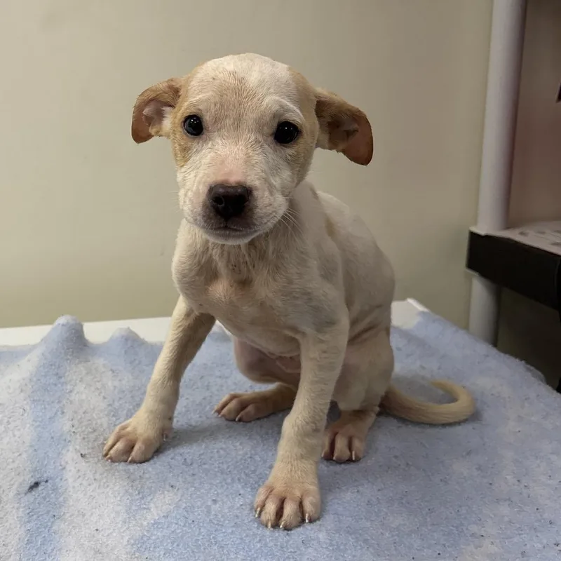 A baby medium-sized female White / Cream Terrier dog named Flounder for adoption in Galax, VA