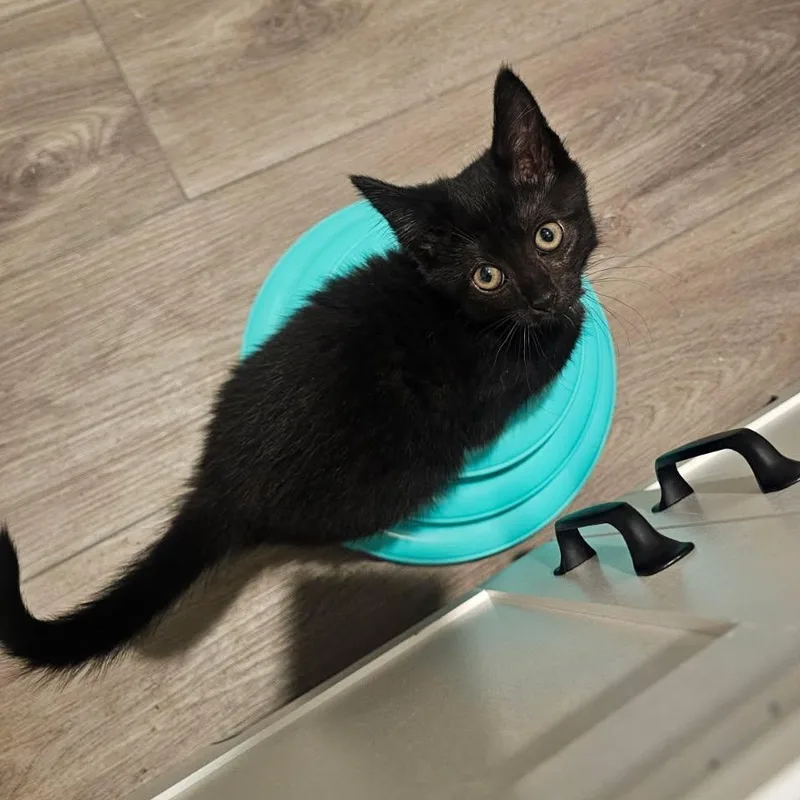 A baby small-sized male Black Domestic Short Hair cat named Moonshine for adoption in Hudsonville, MI