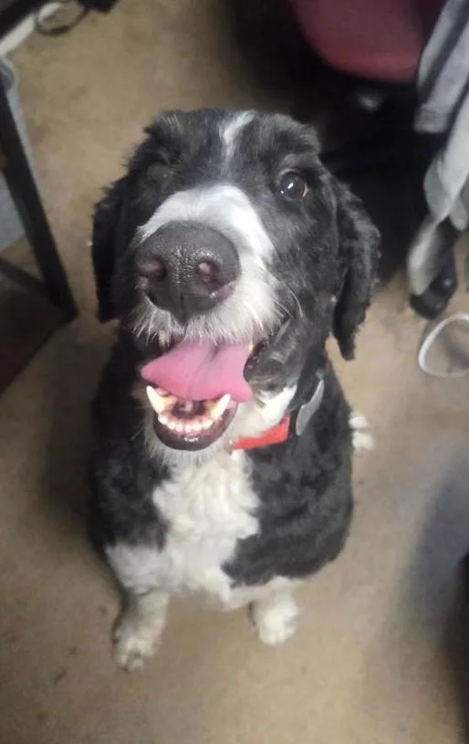 An adult medium-sized male Tricolor (Brown, Black, & White) Bernadoodle dog named Ollie for adoption in Salem, OR