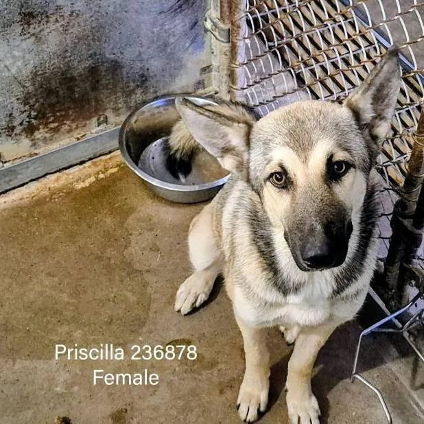 Priscilla thumbnail 2