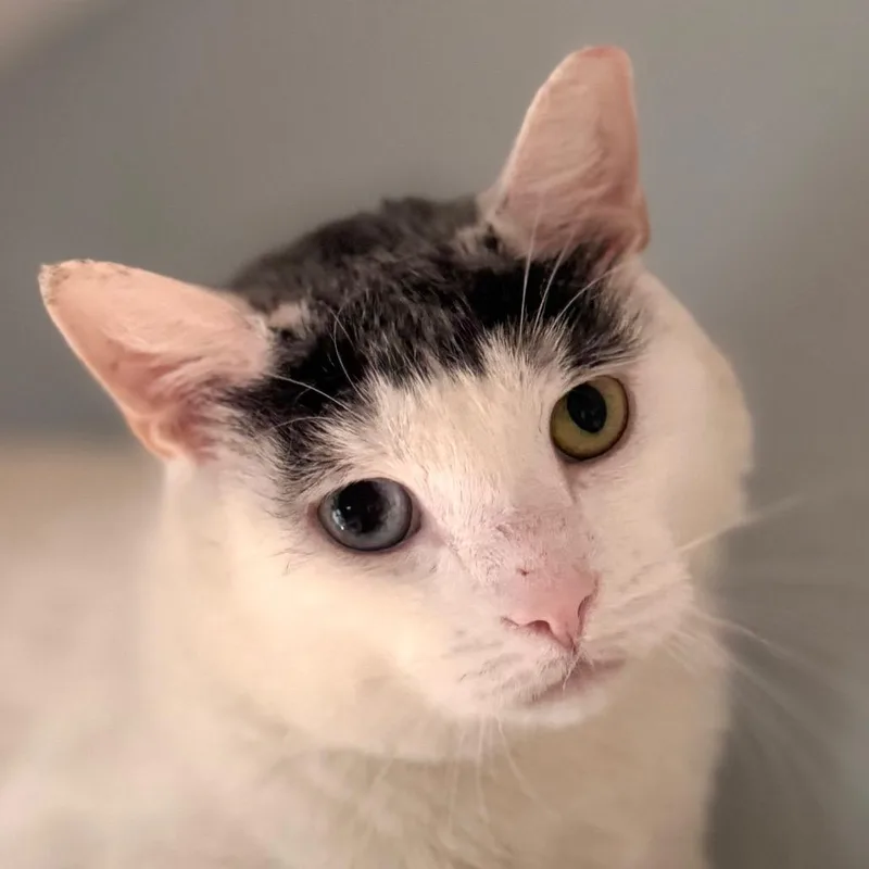 An adult large-sized male White Domestic Short Hair cat named Bowie for adoption in Salisbury, MA