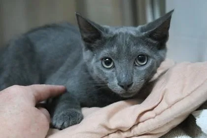 A baby small-sized male Domestic Short Hair cat named Dermi for adoption in Brunswick, GA
