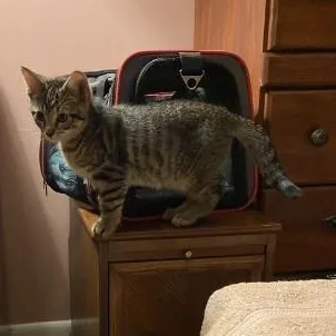A baby medium-sized male Tabby cat named Sir Perceval for adoption in Berkeley Heights, NJ