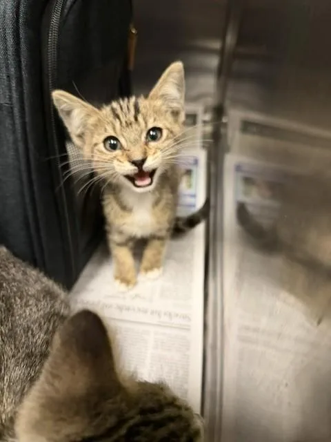 A baby medium-sized female Domestic Short Hair cat named Jade for adoption in Van Nuys, CA