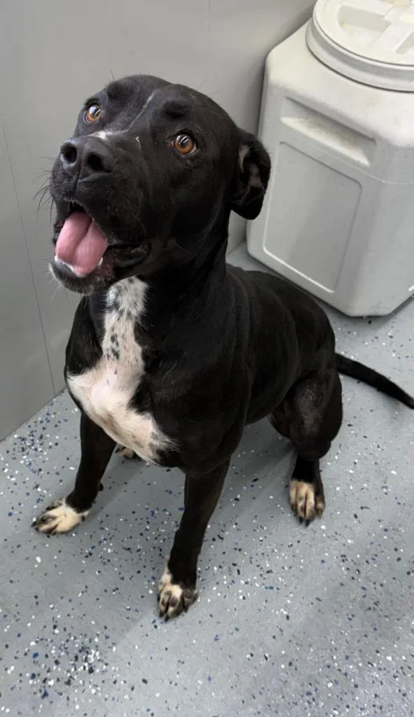 A young large-sized female Pit Bull Terrier dog named Honey Bee for adoption in Greencastle, IN